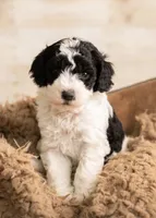 Blue boy - Mini Goldendoodle, a male Poodle - Miniature  and Miniature Goldendoodle for sale in Dallas, TX – 1 of 3
