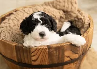 Blue boy - Mini Goldendoodle, a male Poodle - Miniature  and Miniature Goldendoodle for sale in Dallas, TX – 3 of 3