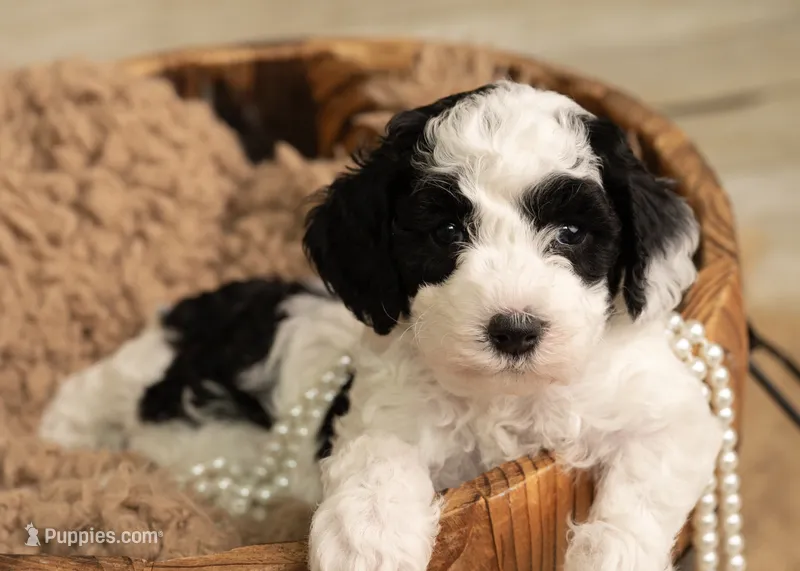 Mini Goldendoodle Girl Orange Colloar – Poodle - Miniature , Miniature Goldendoodle puppy for sale in Dallas, TX