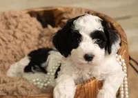 Mini Goldendoodle Girl Orange Colloar, a female Poodle - Miniature  and Miniature Goldendoodle for sale in Dallas, TX – 1 of 3