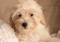 Toy Goldendoodle Girl 8-10lbs, a female Poodle - Toy  and Miniature Goldendoodle for sale in Dallas, TX – 2 of 4