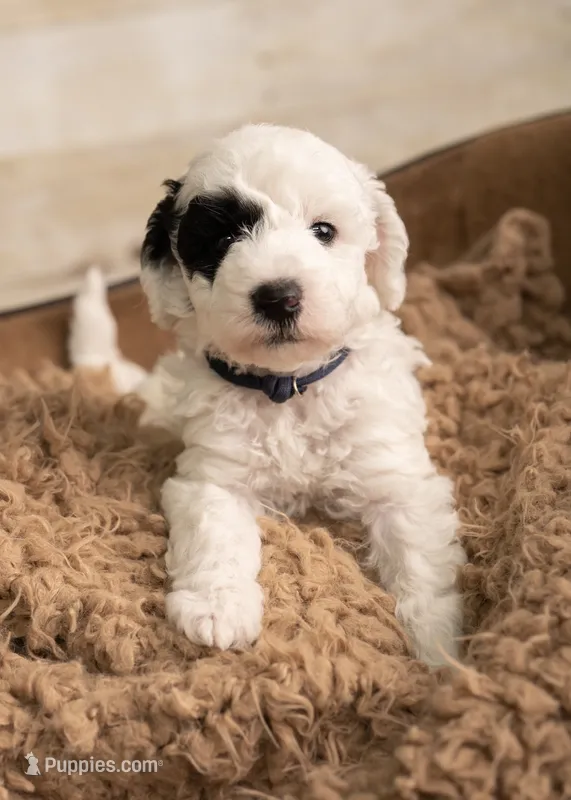 Green Boy – Poodle - Miniature , Miniature Goldendoodle puppy for sale in Dallas, TX