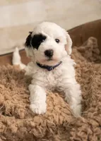 Green Boy, a male Poodle - Miniature  and Miniature Goldendoodle for sale in Dallas, TX – 1 of 4