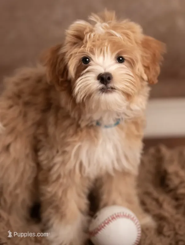 Toy Goldendoodle Boy Blue Collar – Poodle - Toy , Miniature Goldendoodle puppy for sale in Dallas, TX