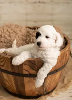 Green Boy, a male Poodle - Miniature  and Miniature Goldendoodle for sale in Dallas, TX – 4 of 4