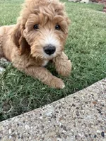 Green Boy, a male Goldendoodle for sale in Midlothian, TX – 2 of 2