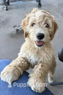 Blue Boy – Goldendoodle puppy for sale in Midlothian, TX