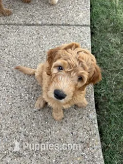 Red Boy – Goldendoodle puppy for sale in Midlothian, TX