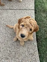 Red Boy, a male Goldendoodle for sale in Midlothian, TX – 1 of 1
