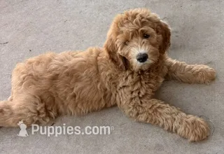 Green Boy – Goldendoodle puppy for sale in Midlothian, TX