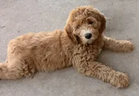 Green Boy, a male Goldendoodle for sale in Midlothian, TX – 1 of 2