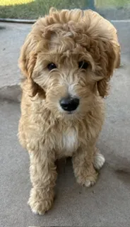 Yellow Boy – Goldendoodle puppy for sale in Midlothian, TX