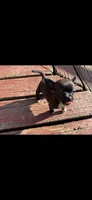 Negrito, a male Chihuahua for sale in Shelbyville, IN – Photo 3 of 4