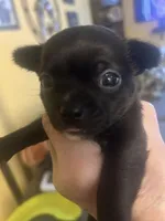 Negrito, a male Chihuahua for sale in Shelbyville, IN – Photo 2 of 4