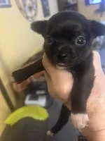 Negrito, a male Chihuahua for sale in Shelbyville, IN – Photo 1 of 4