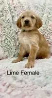 Lime Green, a female Golden Retriever for sale in Kirbyville, TX – 5 of 5
