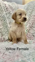 Yellow Female , a female Golden Retriever for sale in Kirbyville, TX – 3 of 5
