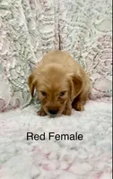 Red Female, a female Golden Retriever for sale in Kirbyville, TX – 4 of 5
