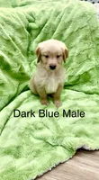 Dark Blue male , a male Golden Retriever for sale in Kirbyville, TX – 4 of 5