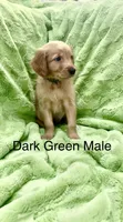 Dark green Male , a male Golden Retriever for sale in Kirbyville, TX – 3 of 4