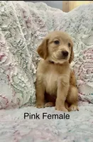 Hot pink , a female Golden Retriever for sale in Kirbyville, TX – 4 of 5