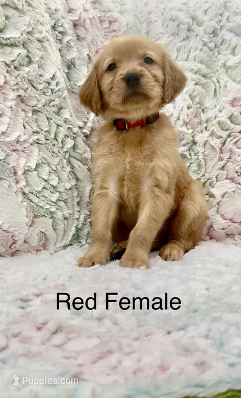Red Female – Golden Retriever puppy for sale in Kirbyville, TX