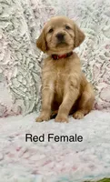 Red Female, a female Golden Retriever for sale in Kirbyville, TX – 1 of 5
