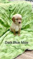 Dark Blue male , a male Golden Retriever for sale in Kirbyville, TX – 3 of 5