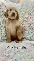 Hot pink , a female Golden Retriever for sale in Kirbyville, TX – 3 of 5
