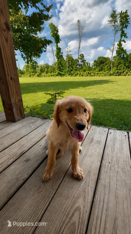 Orange Female  – Golden Retriever puppy for sale in Kirbyville, TX