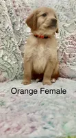 Orange Female , a female Golden Retriever for sale in Kirbyville, TX – 4 of 4