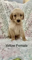 Yellow Female , a female Golden Retriever for sale in Kirbyville, TX – 4 of 5