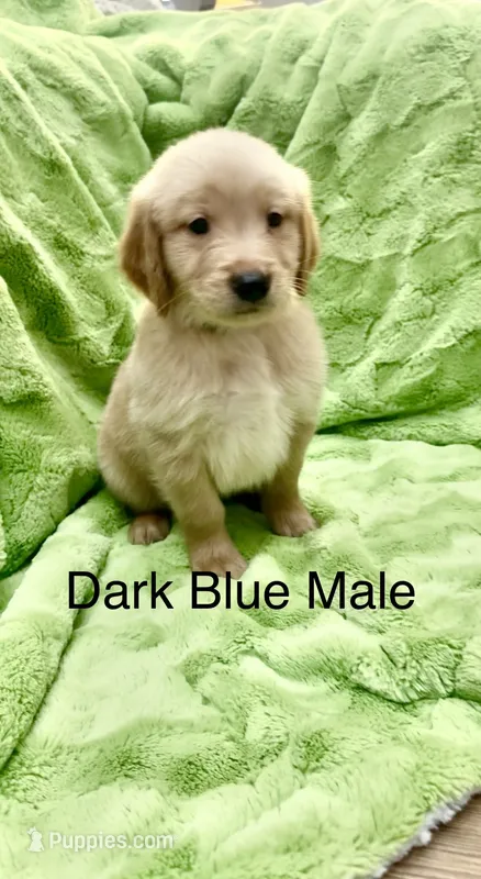 Dark Blue male  – Golden Retriever puppy for sale in Kirbyville, TX