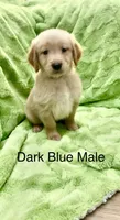 Dark Blue male , a male Golden Retriever for sale in Kirbyville, TX – 2 of 5