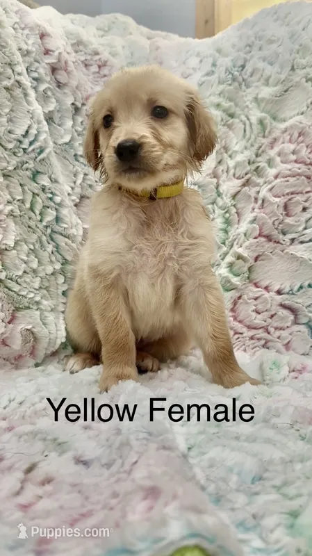 Yellow Female  – Golden Retriever puppy for sale in Kirbyville, TX
