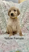 Yellow Female , a female Golden Retriever for sale in Kirbyville, TX – 1 of 5