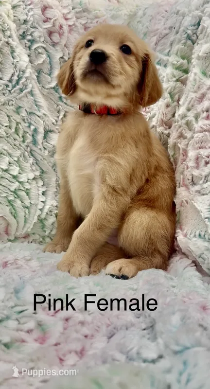 Hot pink  – Golden Retriever puppy for sale in Kirbyville, TX