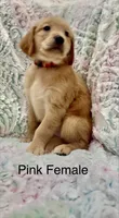 Hot pink , a female Golden Retriever for sale in Kirbyville, TX – 2 of 5
