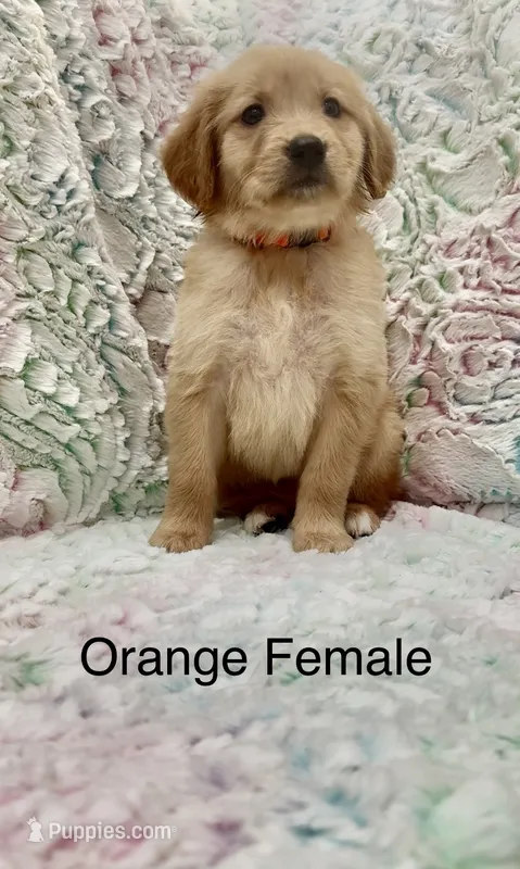 Orange Female  – Golden Retriever puppy for sale in Kirbyville, TX
