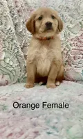 Orange Female , a female Golden Retriever for sale in Kirbyville, TX – 1 of 4