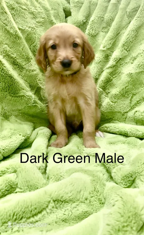 Dark green Male  – Golden Retriever puppy for sale in Kirbyville, TX