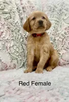 Red Female, a female Golden Retriever for sale in Kirbyville, TX – 5 of 5