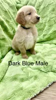 Dark green Male , a male Golden Retriever for sale in Kirbyville, TX – 2 of 4