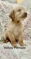 Yellow Female , a female Golden Retriever for sale in Kirbyville, TX – 5 of 5