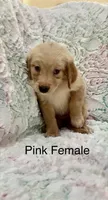 Hot pink , a female Golden Retriever for sale in Kirbyville, TX – 5 of 5