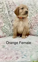 Orange Female , a female Golden Retriever for sale in Kirbyville, TX – 2 of 4