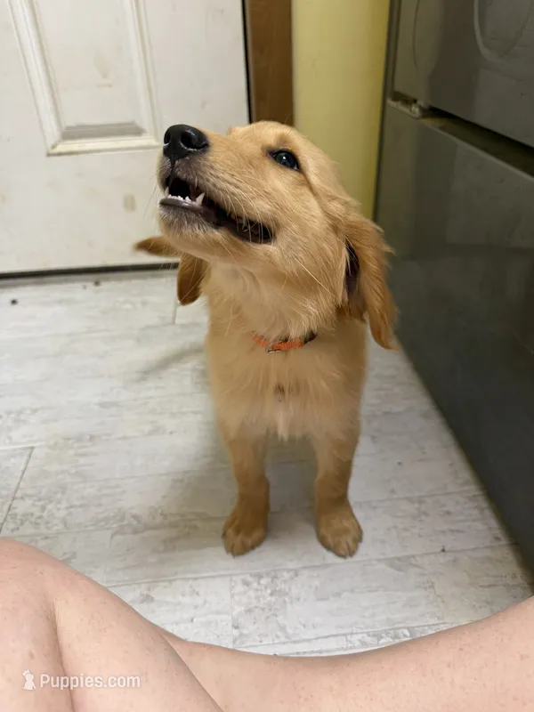 Orange Female  – Golden Retriever puppy for sale in Kirbyville, TX