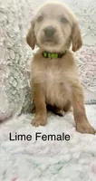 Lime Green, a female Golden Retriever for sale in Kirbyville, TX – 2 of 5