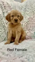 Red Female, a female Golden Retriever for sale in Kirbyville, TX – 3 of 5