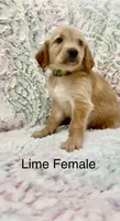 Lime Green, a female Golden Retriever for sale in Kirbyville, TX – 4 of 5